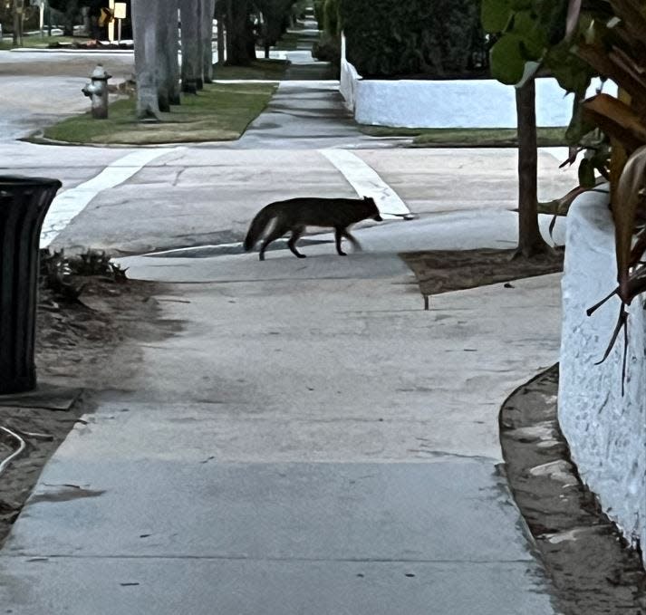 A fox photographed in West Palm Beach's Flamingo Park Historic District.