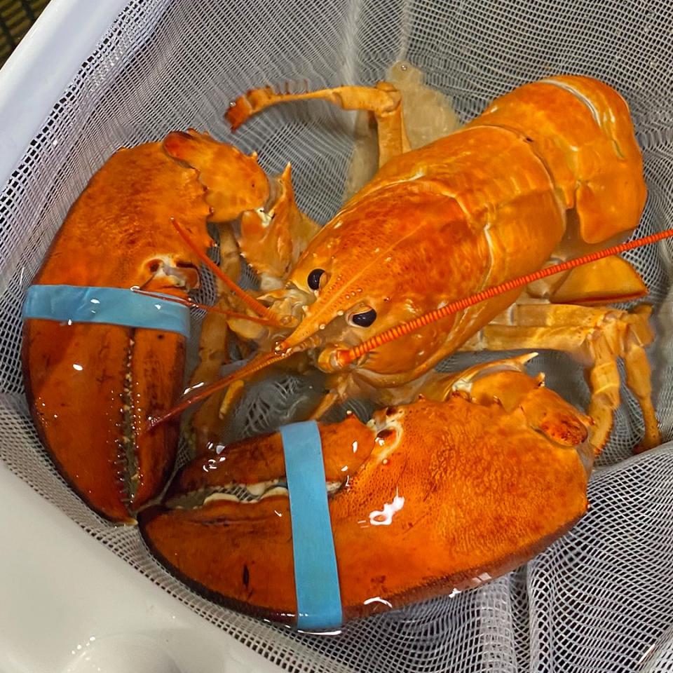 美國佛州一間龍蝦專賣餐廳發現一隻超罕見的橙色龍蝦。   圖:翻攝自紅龍蝦Red Lobster 推特