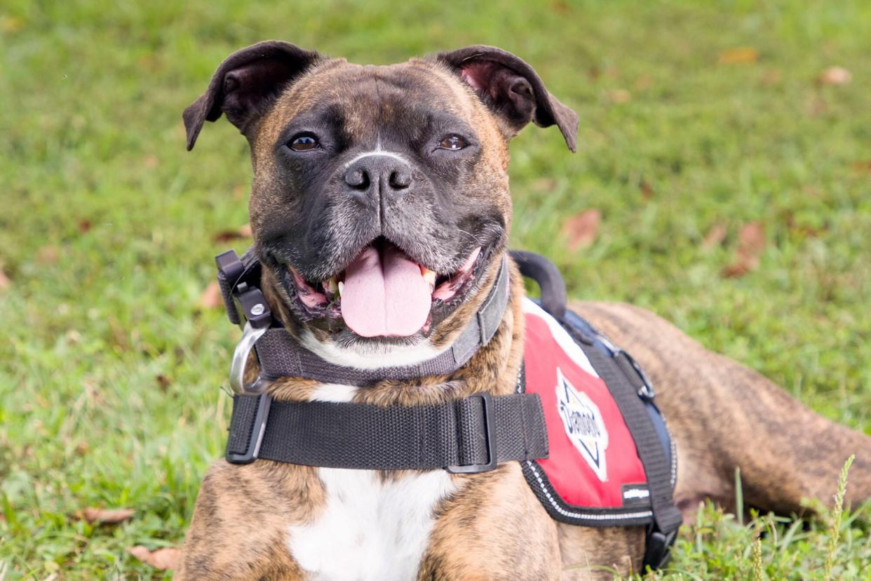 Sobee, the service dog of the year