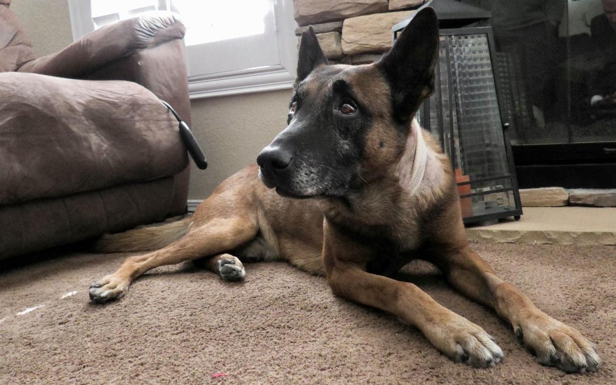 Las vegas police k9 officer enzo back on duty months after recovering from stabbing