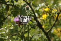 A marbled white butterfly (melanargia galathea) sits on a flower at a wildlife sanctuary in Milovice, Czech Republic, Friday, July 17, 2020. Wild horses, bison and other big-hoofed animals once roamed freely in much of Europe. Now they are transforming a former military base outside the Czech capital in an ambitious project to improve biodiversity. Where occupying Soviet troops once held exercises, massive bovines called tauros and other heavy beasts now munch on the invasive plants that took over the base years ago. (AP Photo/Petr David Josek)