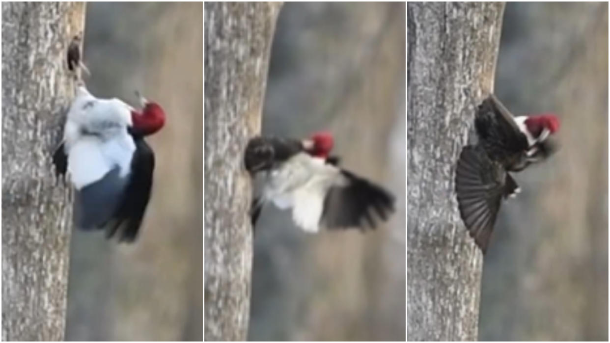  Three screenshots from the video show a woodpecker yanking a starling out of a nest. 