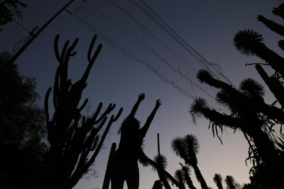 University student and researcher Daniela Padron and fellow students of Mexico's National Autonomous University, UNAM, Ecology Institute string light mesh nets between trees at dusk to capture and release bats for a study at the university botanical gardens in Mexico City, Tuesday, March 16, 2021. The students are hoping to trap the protected Mexican long-tongued bat that was first sighted this year in an even more unlikely location: a zoo at Chapultepec Park. (AP Photo/Marco Ugarte)