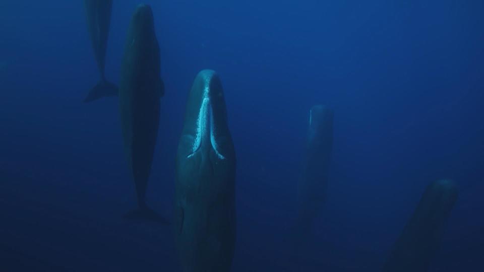 When Enric Sala went to Dominica in December, his National Geographic team filmed something rarely seen: a pod of sleeping sperm whales.  / Credit: Courtesy National Geographic