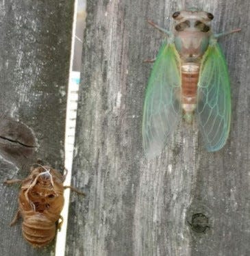 A cicada fully emerged as an adult on a fence in a yard in Massachusetts. at lower left is the exuvia, the shell from which the cicada emerged.