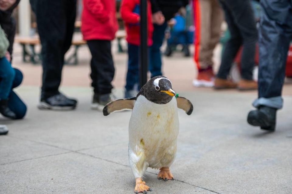 A Gentoo penguin waddles along a barrier during the penguin march in front of the Helzberg Penguin Plaza at the Kansas City Zoo on Saturday, Jan. 7, 2023.