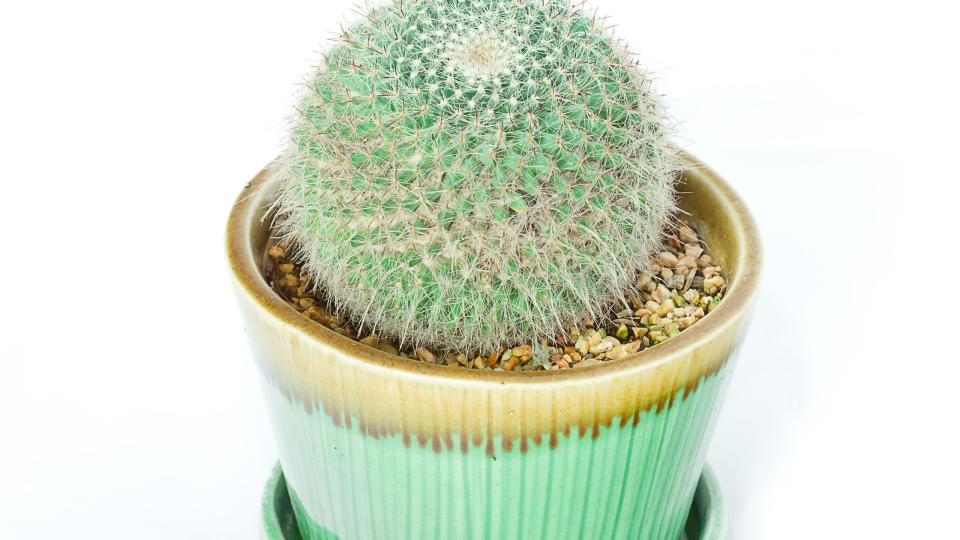 ball shaped old lady cactus in a green glazed flower pot