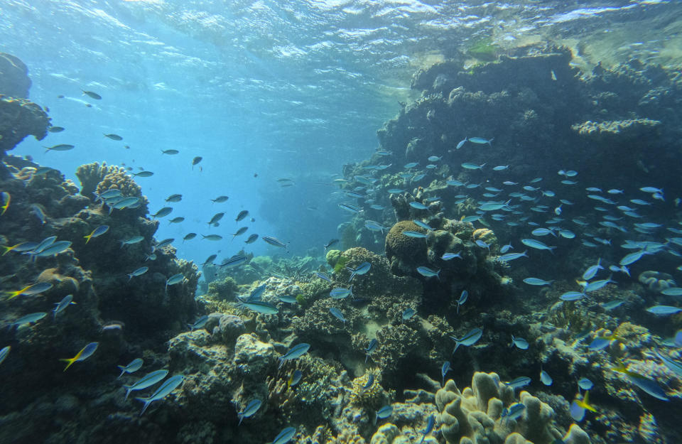 A school of fish swim through a break in the coral along the Great Barrier Reef on August 10, 2022, on Hastings Reef, Australia.  / Credit: Michael Robinson Chavez/The Washington Post via Getty Images