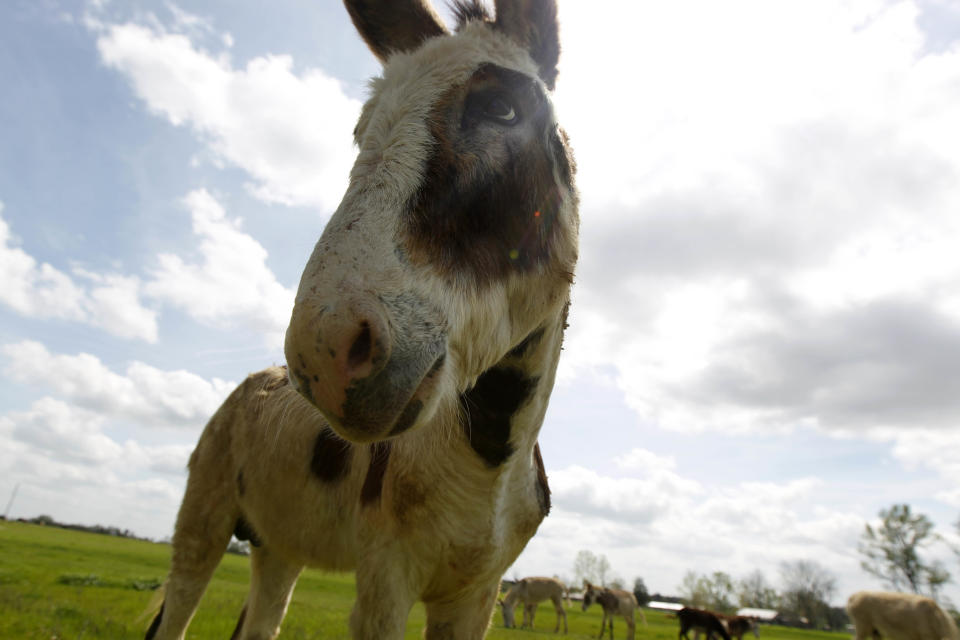 An abandoned donkey, recovered by Keith Gantt and his wife Karla Gantt is seen in Athens, La., Friday, March 16, 2012. Prolonged drought in the southern plains coupled with the nation’s economic slump has taken a heavy toll on the humble donkey. Across east Texas and north Louisiana, farmers whose grazing land has dried up have sold off herds of cattle, putting livestock-tending donkeys out of work and making it too expensive to keep those bought as pets or for other reasons. In the north Louisiana town of Athens, Keith Gantt, who rounds up loose livestock for the Claiborne Parish Sheriff's Office, has hundreds of donkeys he can't give away. He’s had some for two years. (AP Photo/Gerald Herbert)