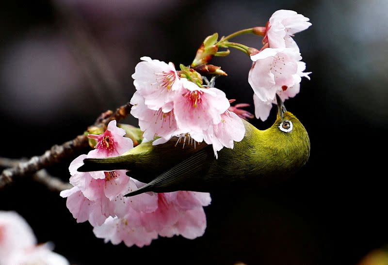 FILE PHOTO: A white-eye bird is seen on an early-flowering Ookanzakura cherry blossoms in full bloom in Tokyo