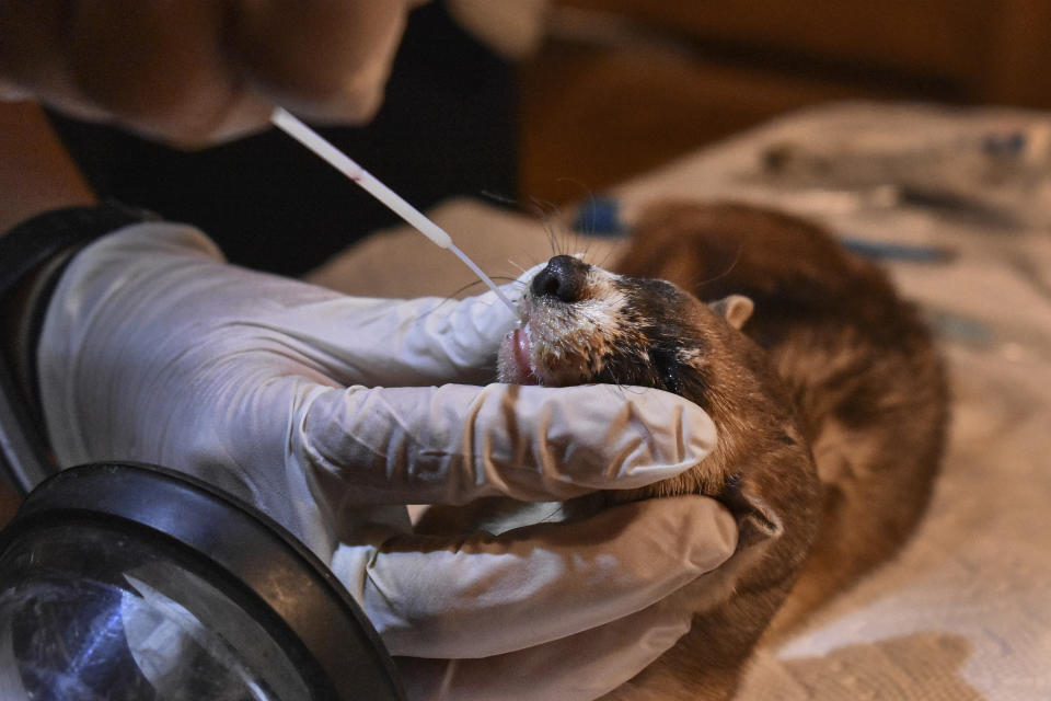 Wildlife biologist Jessica Alexander vaccinates a captured black-footed ferret against sylvatic plague on the Fort Belknap Indian Reservation, Thursday, Oct. 6, 2022, near Fort Belknap Agency, Mont. (AP Photo/Matthew Brown)