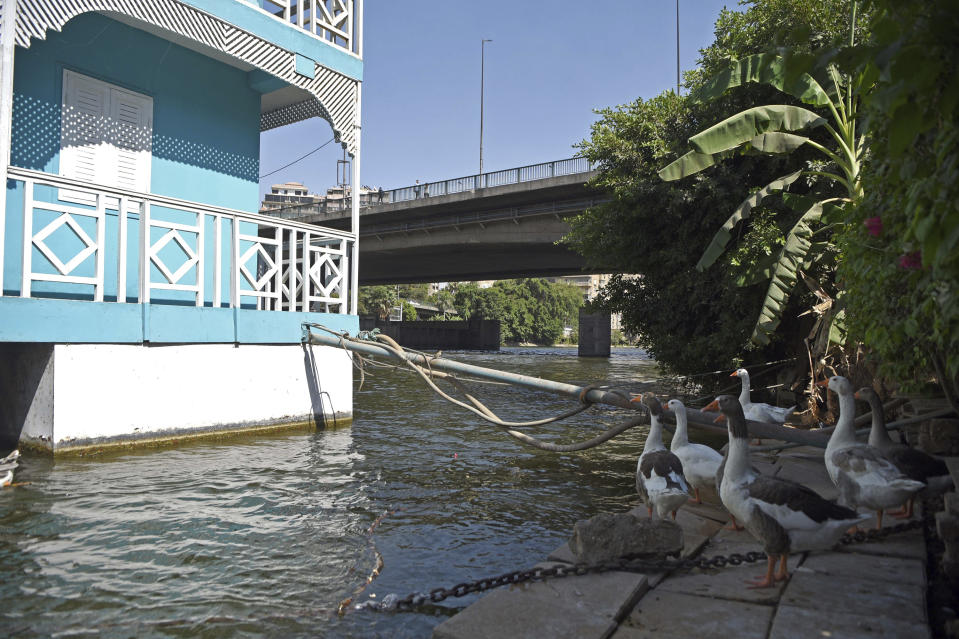 Varios gansos parados frente a la casa flotante de Ikhlas Helmy en la ribera del Nilo en el Cairo. Foto del 27 de junio del 2022. (AP Photo/Tarek Wagih)