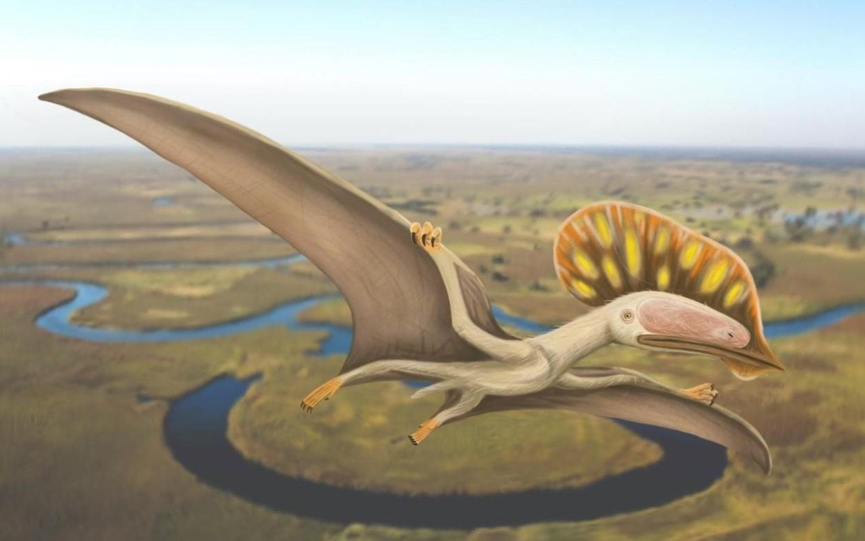 What the creature would have looked like when flying - Megan Jacobs/PA