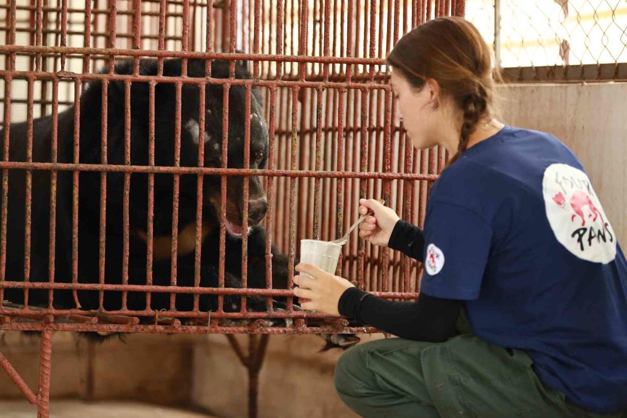 <p>World Animal Protection/ One Touch Connections</p> Chinh the bear with a FOUR PAWS rescuer