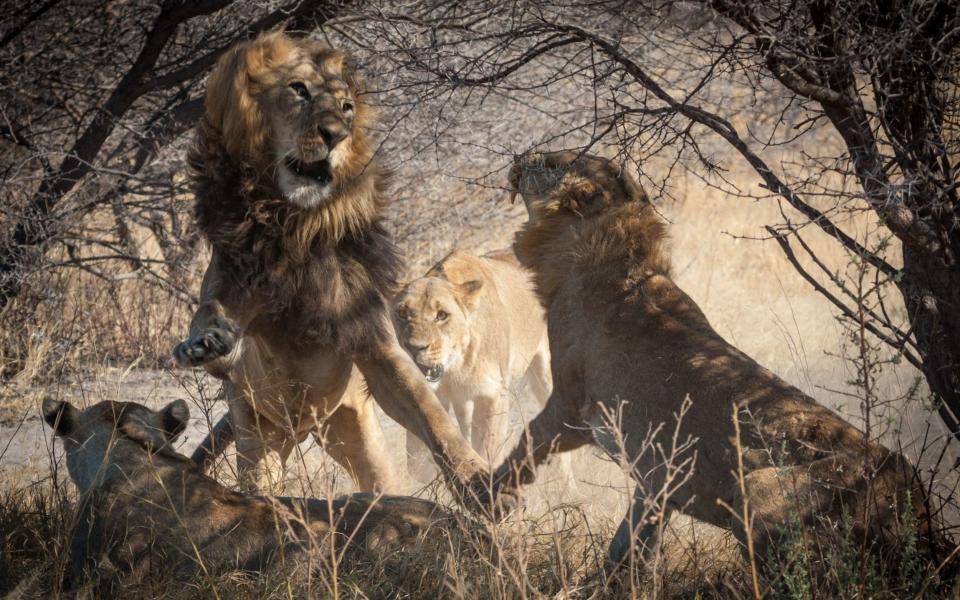 Botswana promises wild encounters - PA