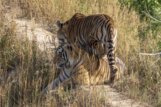 Two of Joe Exotic’s former tigers, re-homed at the 10,000-acre Wild Animal Sanctuary in Colorado (The Wild Animal Sanctuary)