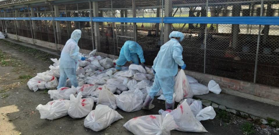 彰化動防所昨日到大城鄉撲殺了一二二一０隻感染新型Ｈ５Ｎ２亞型高病原性禽流感雞隻。(記者曾厚銘攝)