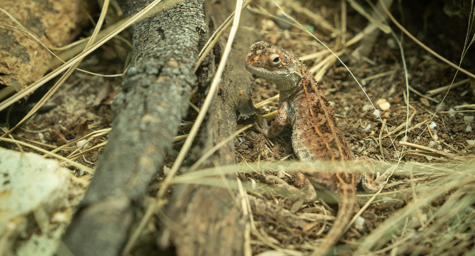 A Victorian grassland earless dragon in captivity at Melbourne Zoo.