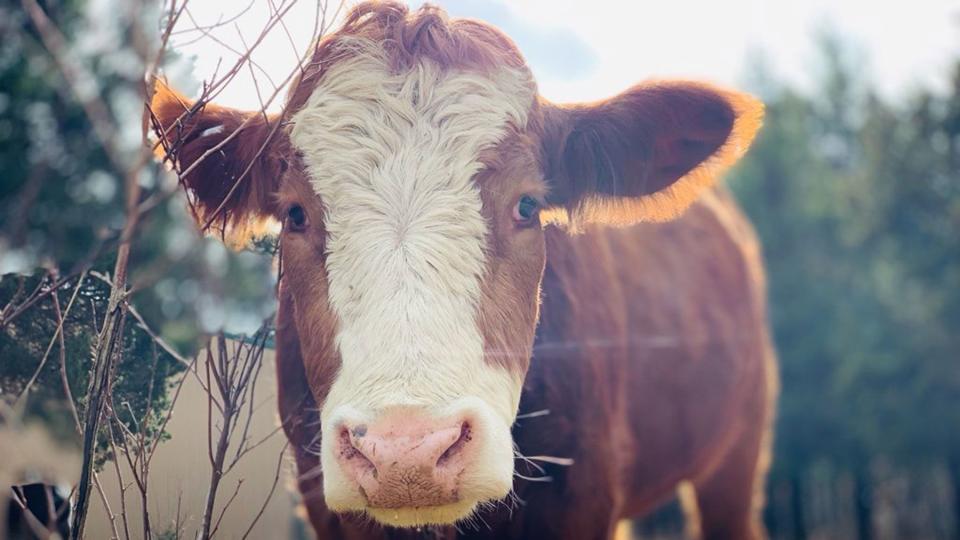 Houdini, a brown and white faced cow at The Gentle Barn