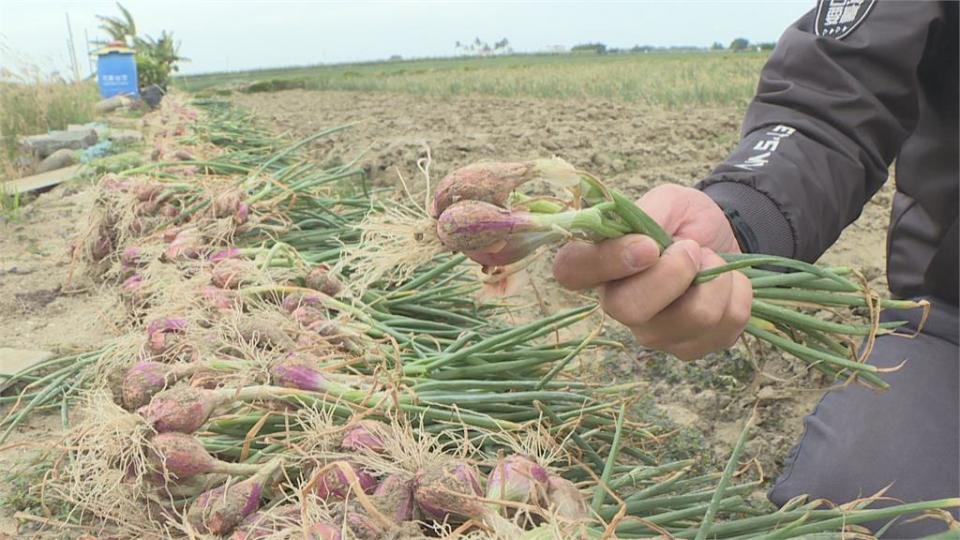 台南紅蔥頭產量減半　價格崩跌　農糧署將首度啟動「加工計畫」