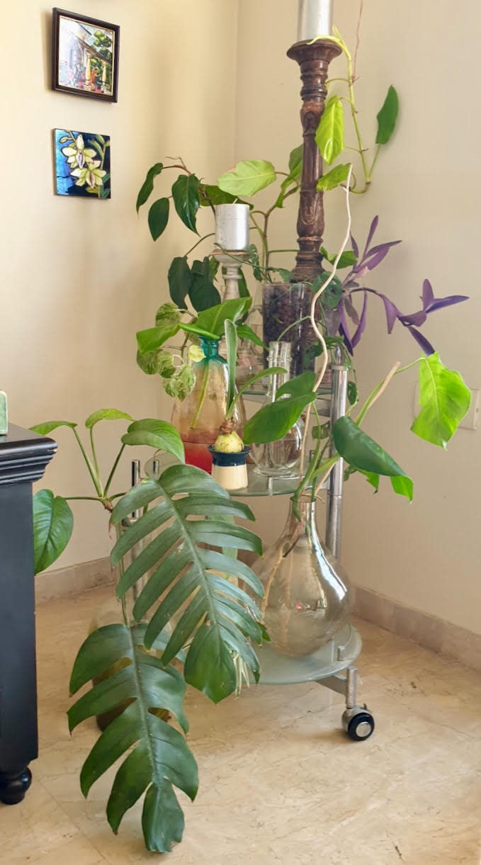 "Our propagation station is a cause for true joy. We have awesome water-rooted plants. My daughter is especially involved in noting the progress of the growth. It's a great experience for all of us, and a lovely spot of green for an otherwise bland corner."