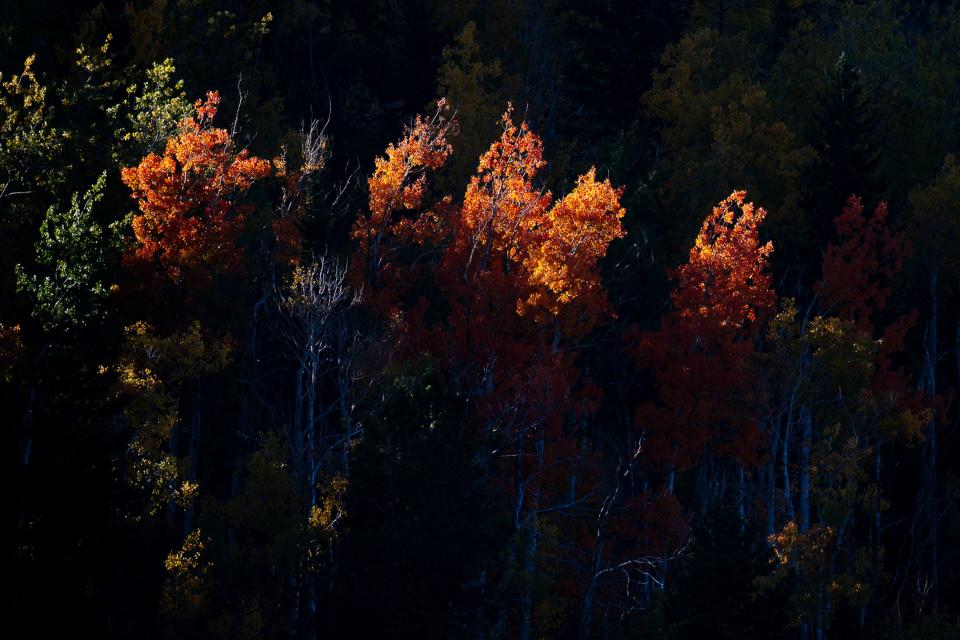 Sunbeams cast light on a grove of trees at the Rocky Mountain National Park on Saturday, Sept. 25, 2021.