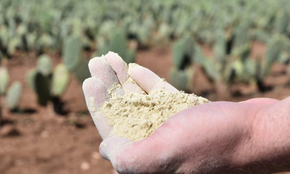 La fibra del nopal es verdosa y se convierte en una biomasa para crear piel vegana. (Foto: Cortesía Desserto)