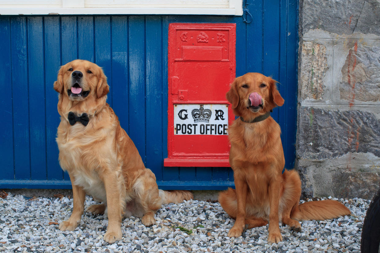 Un cachorro de “golden retriever” en la Reunión Guisachan en el poblado de Tomich, Escocia, el 13 de julio de 2023. (Roddy Mackay/The New York Times)

