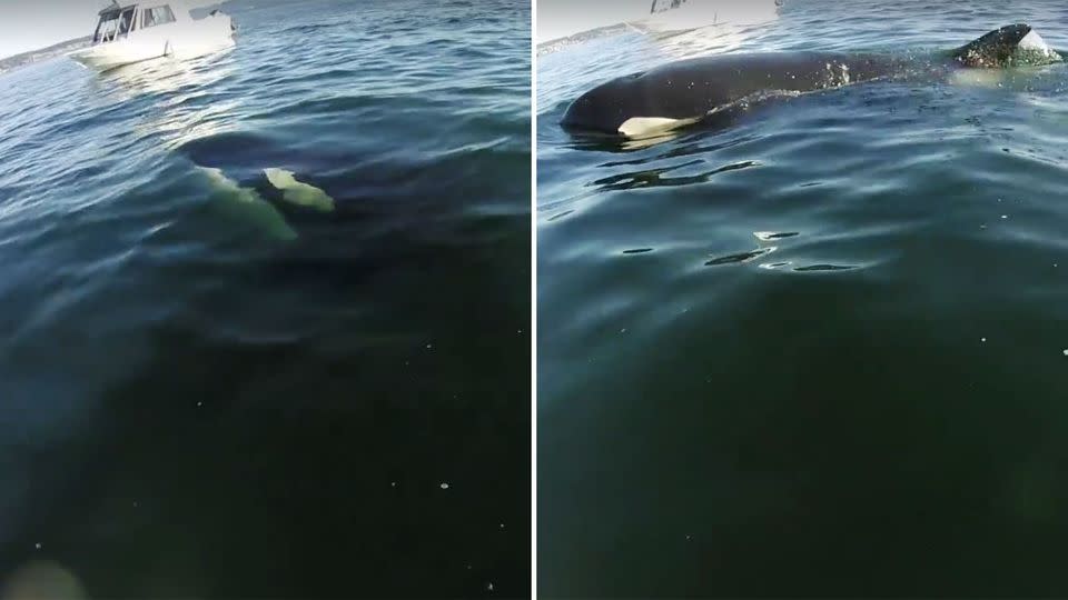 In the second video, Mr Templeman put his GoPro underwater to capture the orcas lurking. Photo: Facebook/Nick Templeman