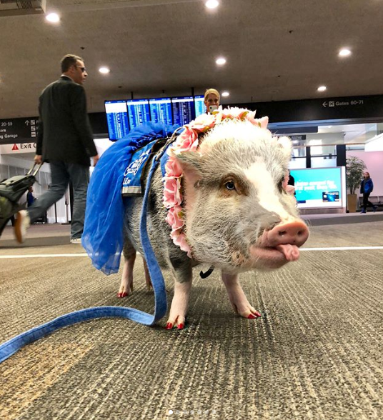 <p>Meet Lilou, the therapy pig who roams San Francisco International Airport in a bid to bring a smile to passenger’s faces and relax them before their flight. Photo: Instagram/lilou_sfpig </p>