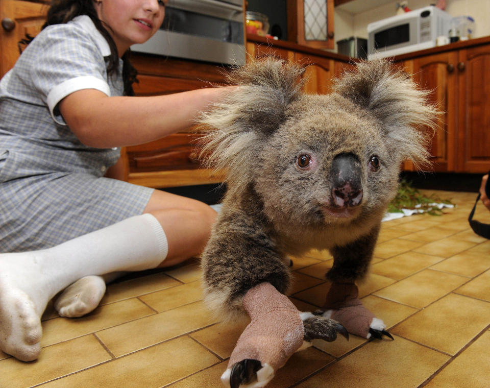 Cheyenne Tree treats a Koala nicknamed Sam, saved from the bushfires in Gippsland, at the Mountain Ash Wildlife Center in Rawson, 100 miles (170 kilometers) east of Melbourne, Australia, where workers were scrambling to salve the wounds of possums, kangaroos and lizards Wednesday, Feb. 11, 2009. More than 180 people were killed in the weekend's fires, and on Wednesday, the scope of the devastation to Australia's wildlife began to emerge, with officials estimating that millions of animals also perished in the inferno. (AP Photo) ** AUSTRALIA OUT **