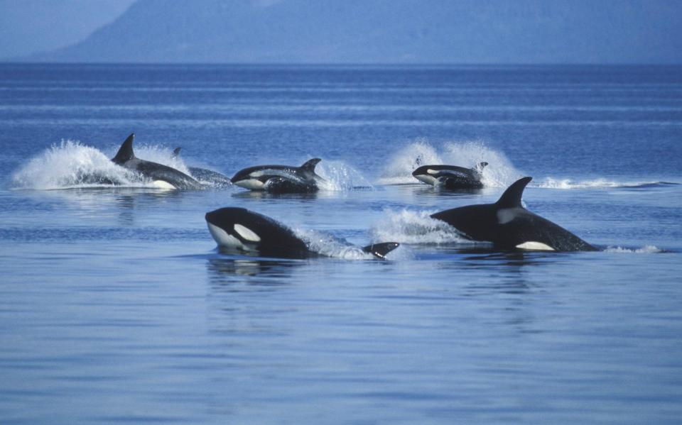 Las orcas desarrollan técnicas de juego o caza muy particulares, que luego se les enseñan a sus crías de rápido aprendizaje - Ron Sanford/Getty