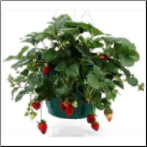 Indoor Ever Bearing Strawberry Kit