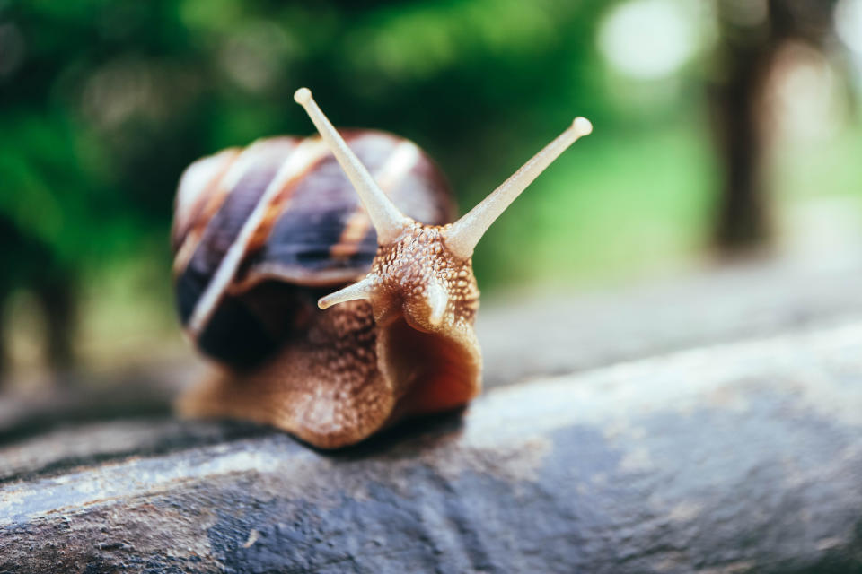 Closeup of a snail