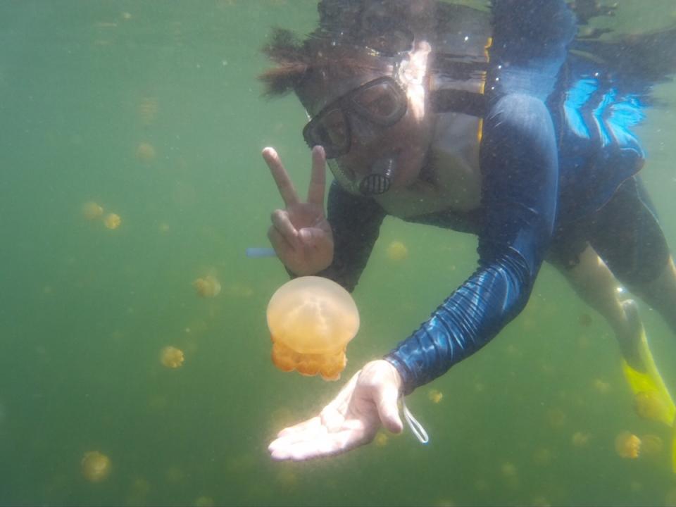 帛琉著名觀光景點水母湖，遊客可享 受與數以萬計無毒水母一起悠遊的奇幻體驗。 （旅帛僑胞提供）