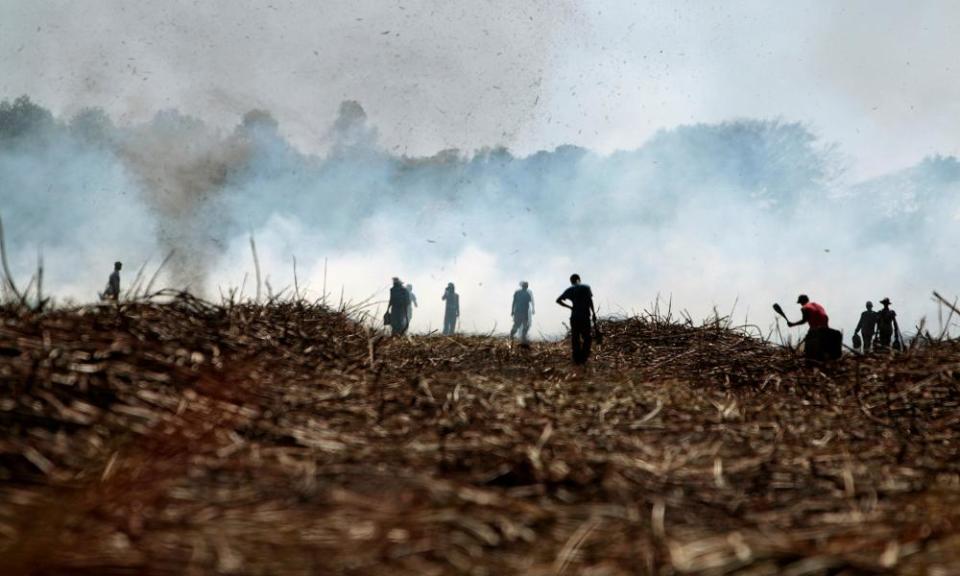 Sugar-cane cutters in Nicaragua, where abnormally high numbers of agricultural workers suffer from CKDu (chronic kidney disease of unknown causes).