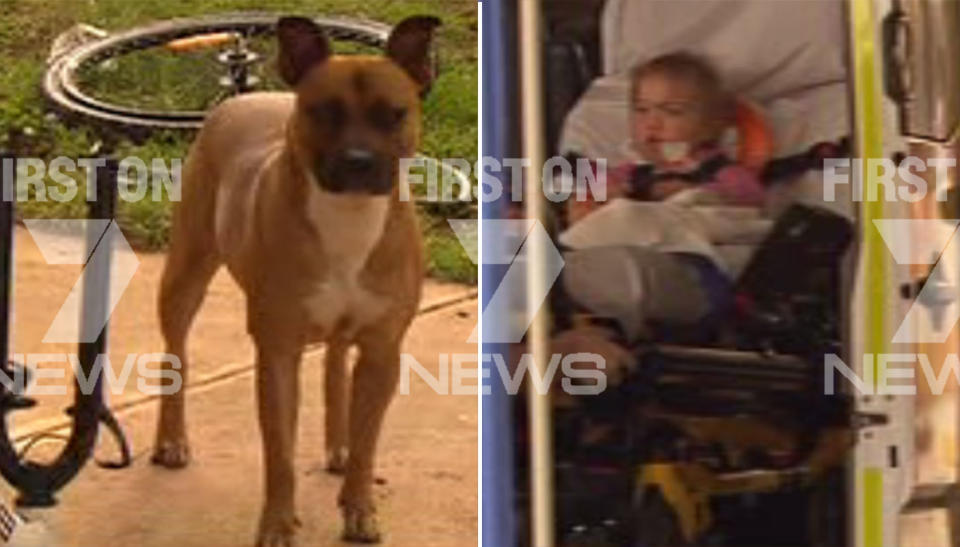 A toddler has been hospitalised after she was attacked by her dog. Source: 7 News