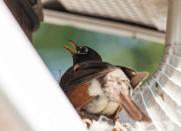 <body><p>Fond of their colorful feathers and soul-nourishing songs, many homeowners take special care to make their yards extra hospitable to birds. But even if you do nothing to court their company, birds may choose your gutters as the location for a long-term nest. It could be worse; compared with other pests, birds are relatively benign. They're not harmless, though. For one, their droppings can stain highly conspicuous parts of your home's exterior. For another, their nests can undermine, if not completely undo, the efficacy of your storm drainage system. Worse still, even if you make it a point to remove one bird's nest, you can't discount the possibility that another will simply take its place.</p></body>