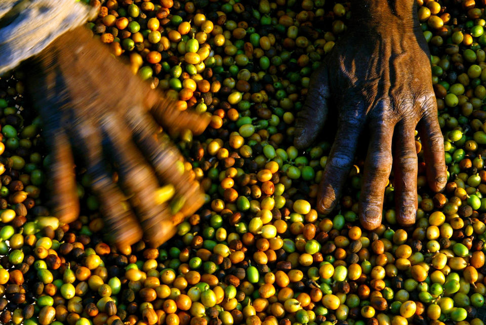 Expertos afirman que entre más altitud sobre el nivel del mar tenga el cultivo los granos de café serán de mayor calidad y tu experiencia más rica. (Foto de MAURICIO LIMA/AFP via Getty Images).