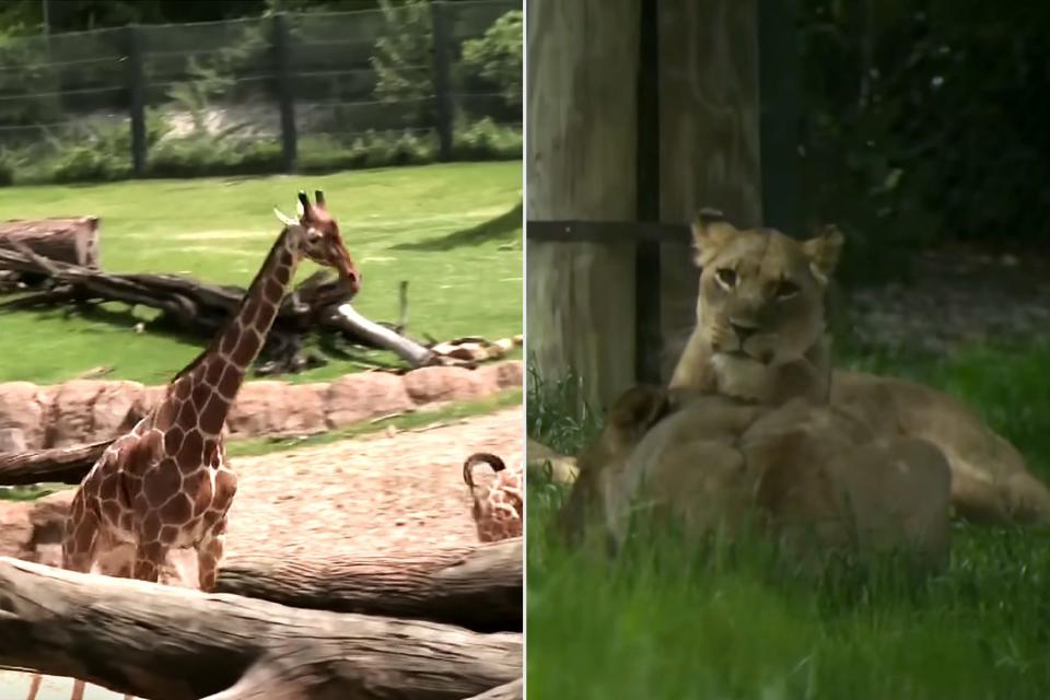 Giraffes frolicking in the sun (left), lions lying down to rest during the solar eclipse (right)