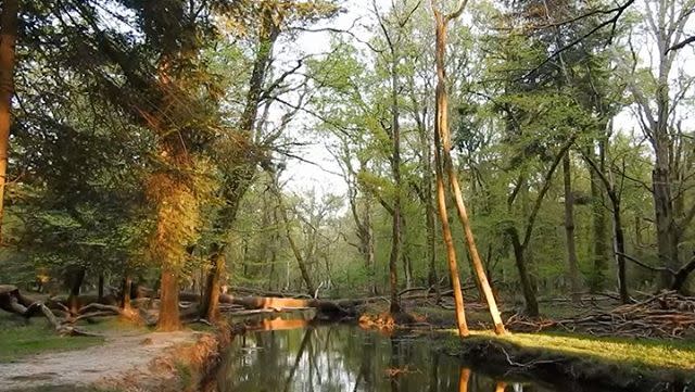 10) Best UK day trips - New Forest