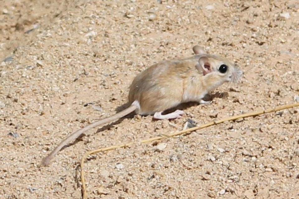 More adaptable and smaller animals like the dwarf gerbil are likely to predominate (PA)