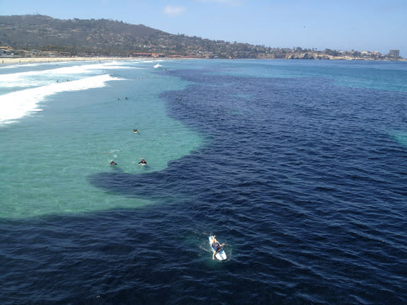 Surfers paddle through a huge anchovy school offshore of La Jolla, California, on July 8.