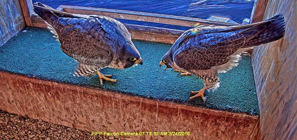 Peregrine falcons bow to each other in a courtship display at a Wisconsin nest box.