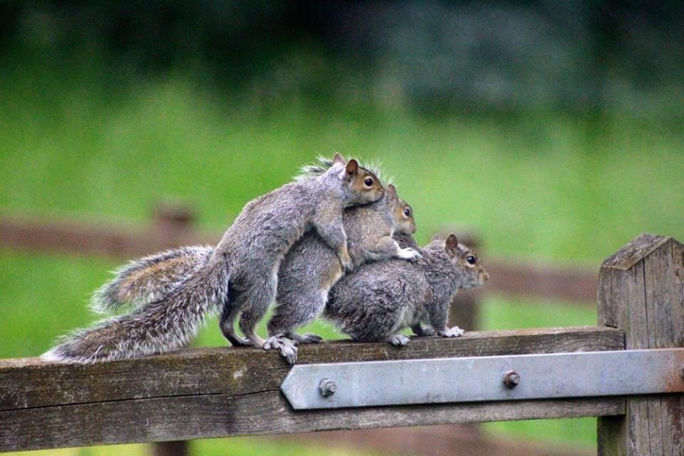 Squirrels