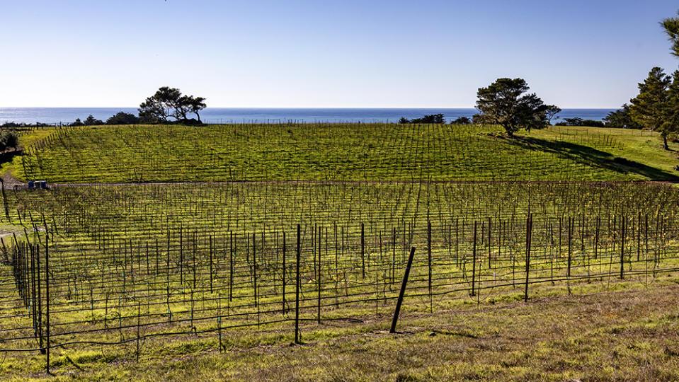 The vineyard - Credit: Photo: Jim Bartsch/Sotheby’s International Realty