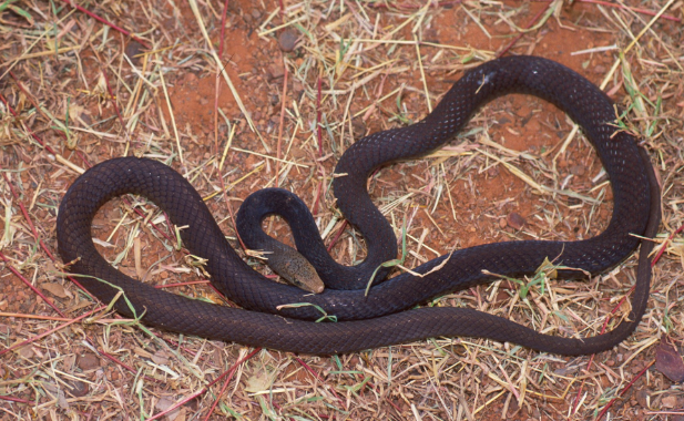 It is understood the man was bitten by a black whip snake, like the one pictured. Source: Department of Environment and Science (file image)