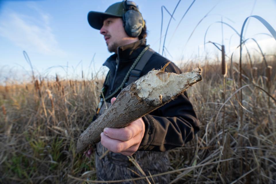 Alex Gundrum holds a piece of wood chewed by a muskrat or beaver Tuesday, November 21, 2023 in the Upper Mississippi River National Wildlife and Fish Refuge in Stoddard, Wisconsin. Established in 1924, the refuge stretches 261 river miles from Wabasha, Minnesota to Rock Island, Illinois. It is a haven for migratory birds, fish, wildlife and protects more than 240,000 acres of Mississippi River floodplain.