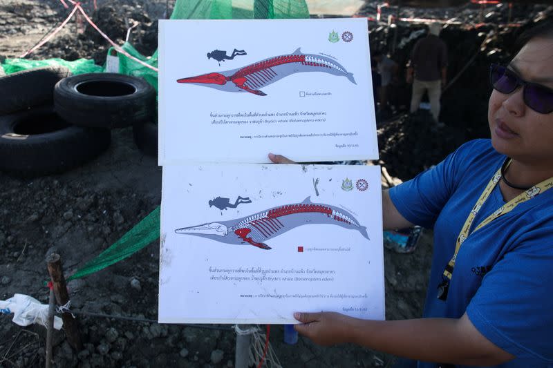 Thai archaeologists uncover a whale skeleton at Samut Sakhon