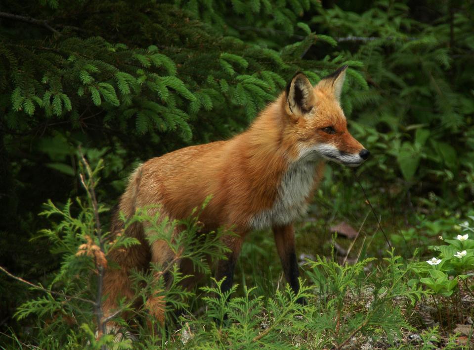 Foxes are wild animals, meaning they should be treated with caution, but foxes are not typically aggressive or dangerous.